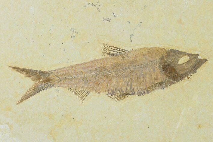 Detailed Fossil Fish (Knightia) - Wyoming #137968